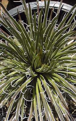 Twin-flowered agave